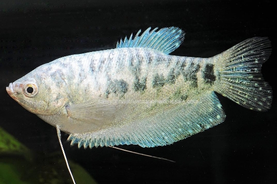 Picture of GOURAMI: OPALINE