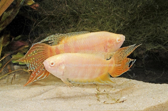 Picture of GOURAMI: PARADISE ALBINO (FL BRED)