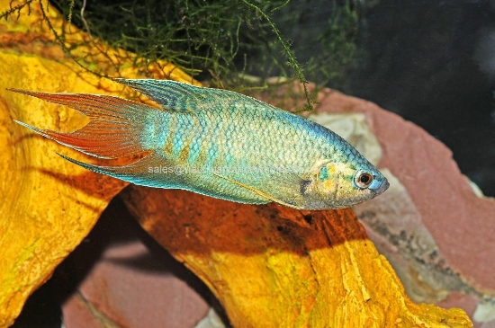 Picture of GOURAMI: PARADISE BLUE (FL)