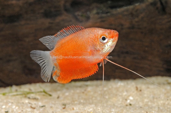 Picture of GOURAMI: RED HONEY