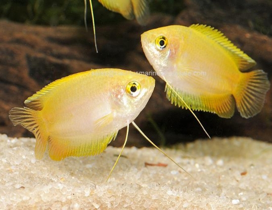 Picture of GOURAMI: GOLD HONEY