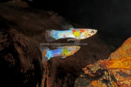 Picture of GUPPY: JAPAN BLUE BOTTOM SWORDTAIL ALL MALE