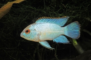 Nautilus Wholesale. Freshwater Fish