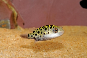 Nautilus Wholesale. Freshwater Fish