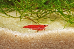 Nautilus Wholesale. Freshwater Fish