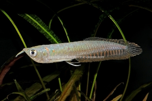Nautilus Wholesale. Freshwater Fish