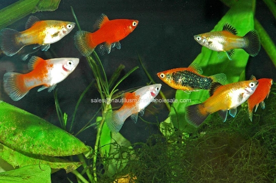 Picture of PLATY: ASSORTED