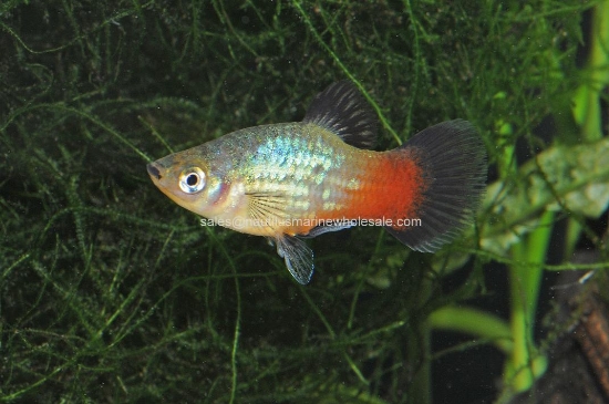 Picture of PLATY: RAINBOW