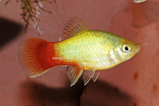 Picture of PLATY: DAWN