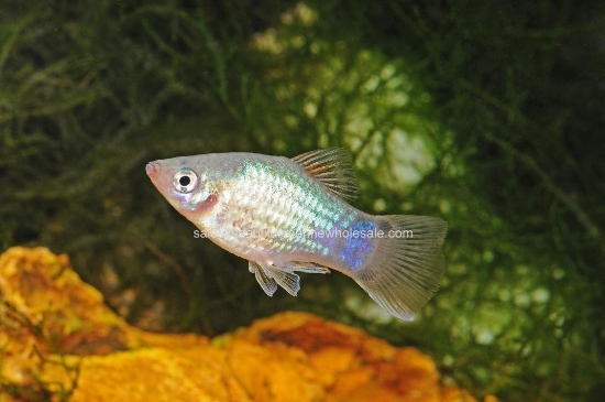 Picture of PLATY: M/M BLUE