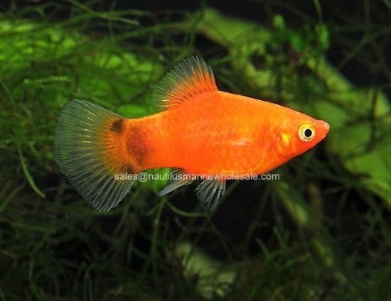 Picture of PLATY: M/M RED