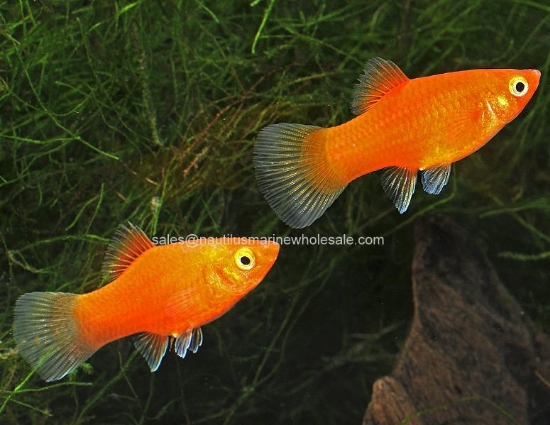 Picture of PLATY: RED