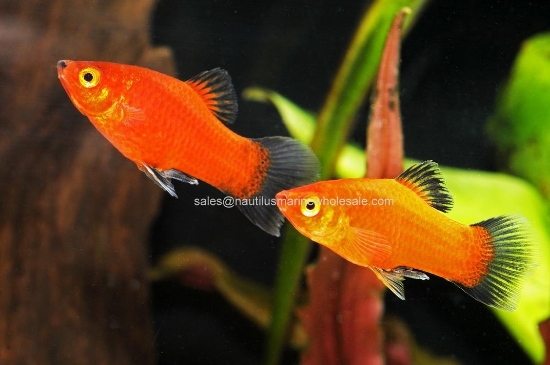 Picture of PLATY: RED WAG