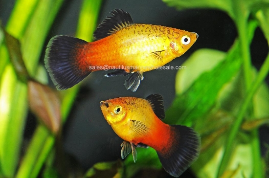Picture of PLATY: SUNSET WAG