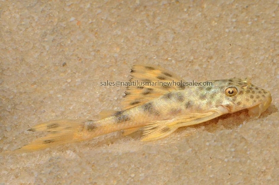Picture of PLECO: YELLOW SPOT L-75