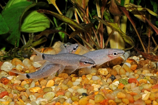 Picture of SHARK: GHOST 3"