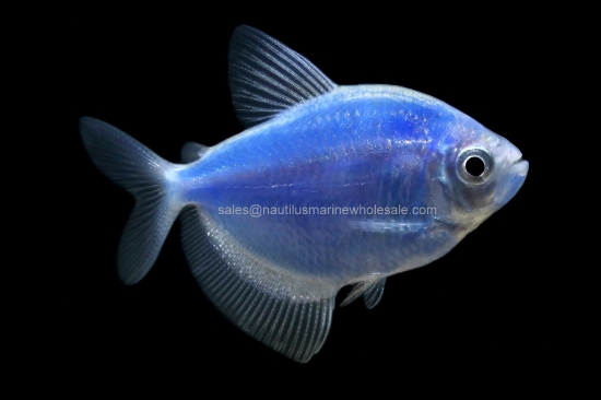 Picture of GLOFISH® : TETRA COSMIC BLUE ® 