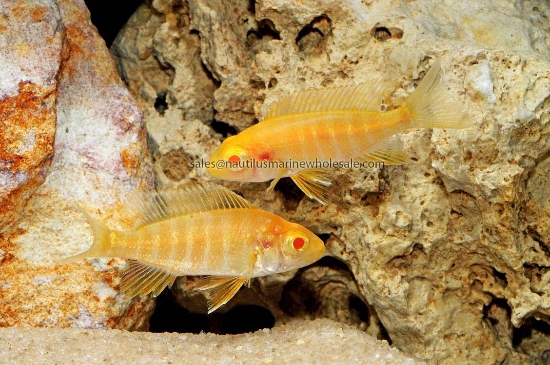 Picture of AFRICAN: PEACOCK ALBINO SUNSHINE MD MALE 