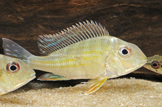 Picture of CICHLID: GEO. SURINAMENSIS MD (IMPORT)