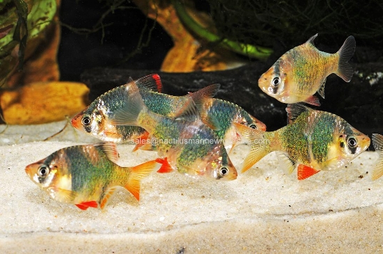 Picture of BARB: TIGER GREEN LG