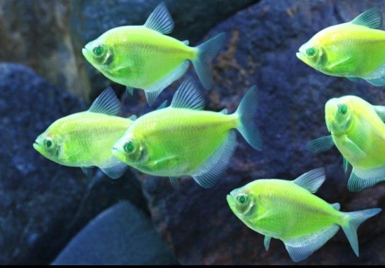 Picture of GLOFISH® TETRA ELECTRIC GREEN® 