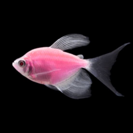 Picture of GLOFISH® TETRA MOONRISE PINK® LONGFIN