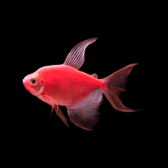 Picture of GLOFISH® TETRA STARFIRE RED® LONGFIN	 