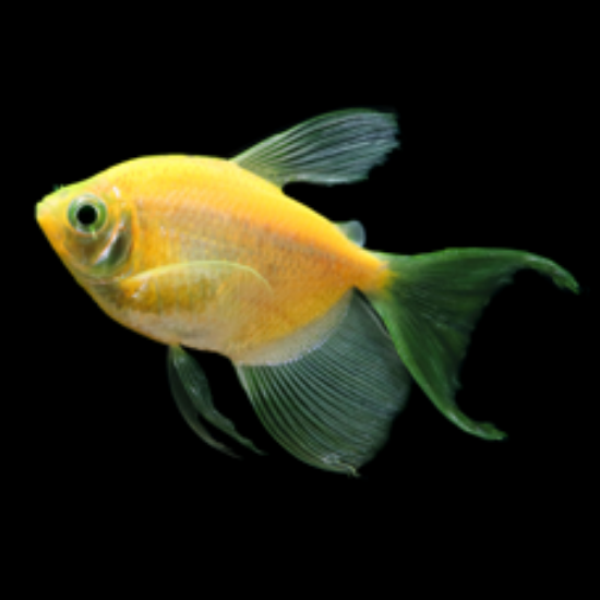 Picture of GLOFISH® TETRA SUNBURST ORANGE® LONGFIN