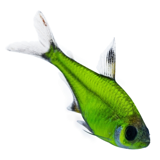 Picture of GLOFISH® : PRISTELLA TETRA ELECTRIC GREEN®
