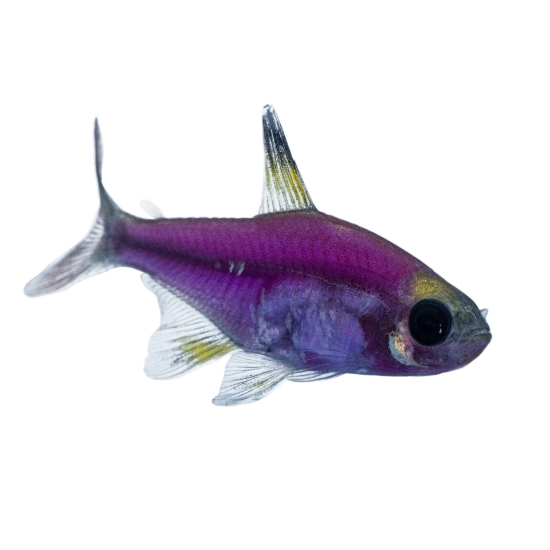 Picture of GLOFISH® : PRISTELLA TETRA GALACTIC PURPLE®