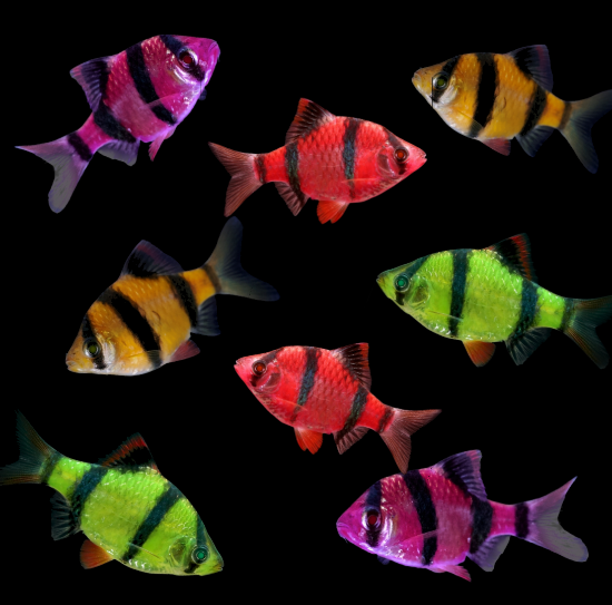 Picture of GLOFISH® : BARB ASSORTED (NO PR)