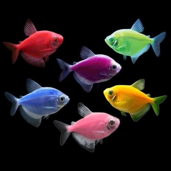 Picture of GLOFISH® : TETRA ASSORTED