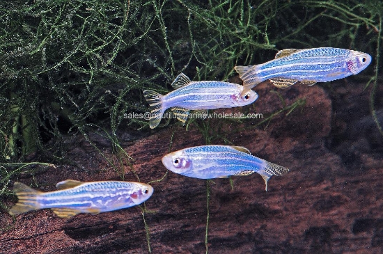 Picture of GLOFISH DANIO COSMIC BLUE