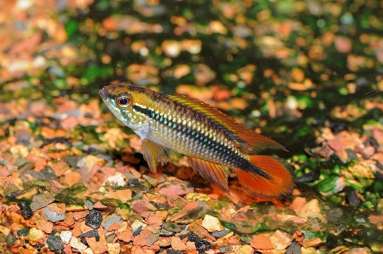Picture of APISTO: AGASSIZI DOUBLE RED (MIX SEX)