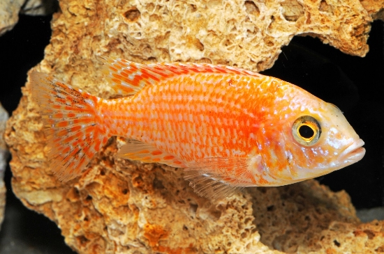 Picture of AFRICAN: DRAGON BLOOD PEACOCK MD