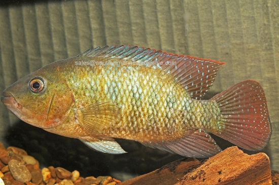 Picture of CICHLID: RED TERROR SM (FESTAE) (FL BRED) *ON SPECIAL*