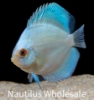 Picture of DISCUS: BLUE DIAMOND 2.5" (SING)