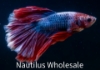 Picture of BETTA: HALFMOON ROSETAIL MALE ASST