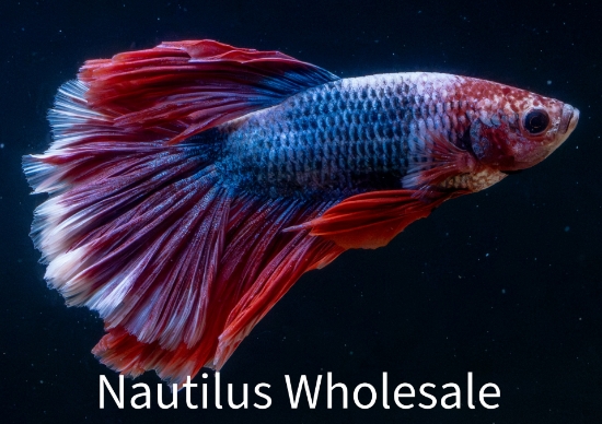 Picture of BETTA: HALFMOON ROSETAIL MALE ASST