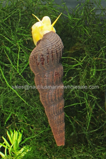 Picture of SNAIL: ORANGE RABBIT *ON SPECIAL*