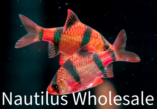 Picture of GLOFISH® : BARB STARFIRE RED® (NO PR)