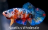 Picture of BETTA: KOI PLAKAT MALE 