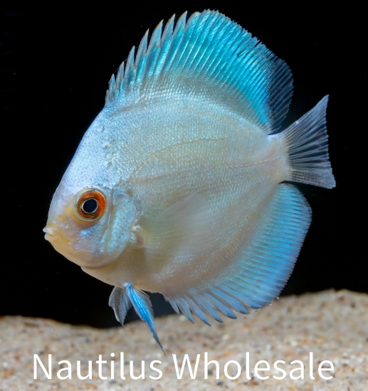 Picture of DISCUS: BLUE DIAMOND 2.5" (SING)