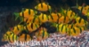 Picture of GLOFISH® : BARB SUNBURST ORANGE® (NO PR)