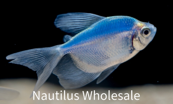 Picture of GLOFISH® TETRA COSMIC BLUE ® 