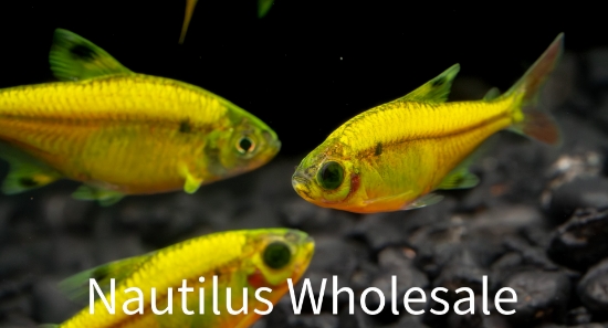 Picture of GLOFISH® : PRISTELLA TETRA SUNBURST ORANGE®