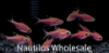 Picture of GLOFISH® : PRISTELLA TETRA GALACTIC PURPLE®
