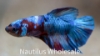 Picture of BETTA-PLAKAT KOI NEMO MALE