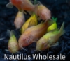Picture of GLOFISH® ASST CORY (NO HI)   