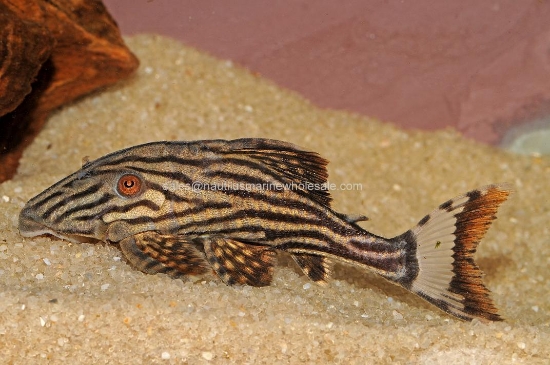 Picture of PLECO: ROYAL SM *ON SPECIAL*